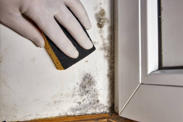 Mold Remediation for Vacation Homes in Delaware City, DE